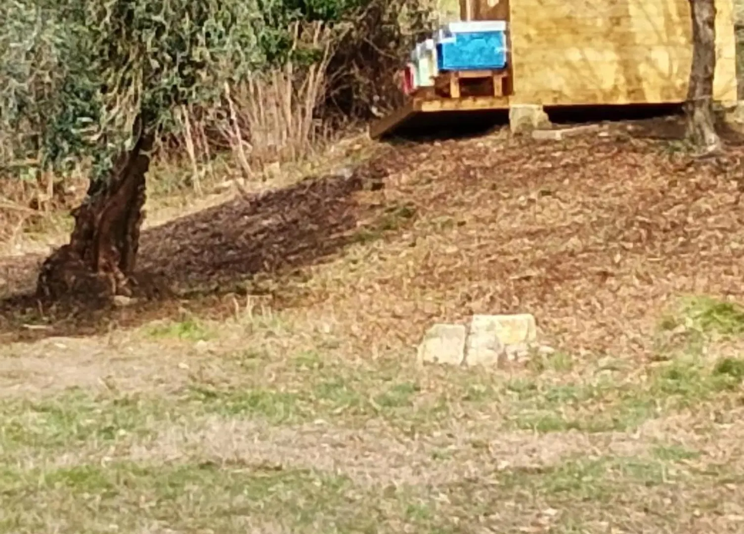 Agriturismo La Collina Delle Api Castelcucco